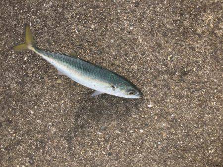 シーバス激ジブ