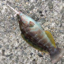 デイライトゲーム