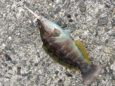 デイライトゲーム