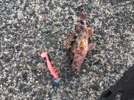 デイメバリングでラッキーな外道