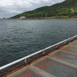 やっとエギング開幕 アオリじゃないけど