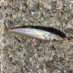 アブ新はどこ？