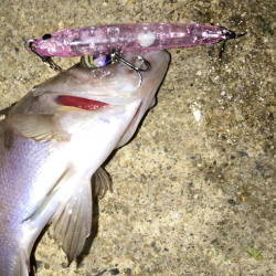 チビしか釣れない^^;