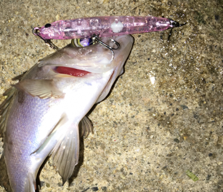 チビしか釣れない^^;