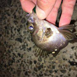 癒しメバリング