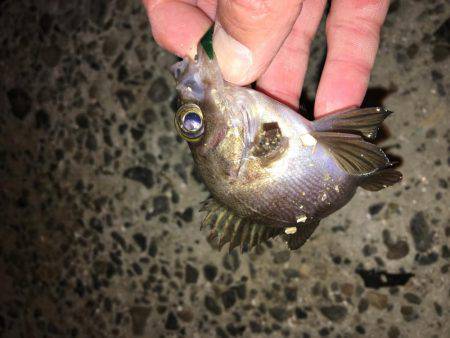 癒しメバリング