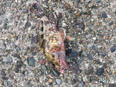 デイガシリング