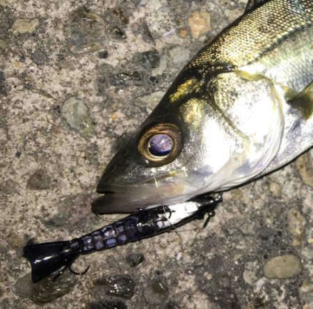 メバリングのはずが‥