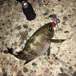 会社帰りメバリング