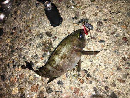 会社帰りメバリング