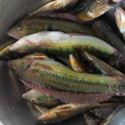 やっとこさアブ新