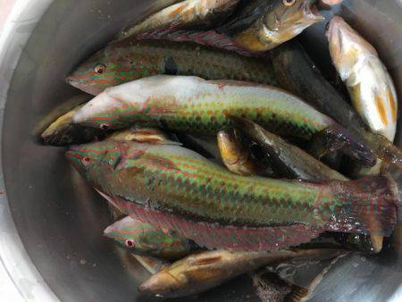 やっとこさアブ新