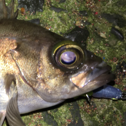 会社帰りプチプラッキング