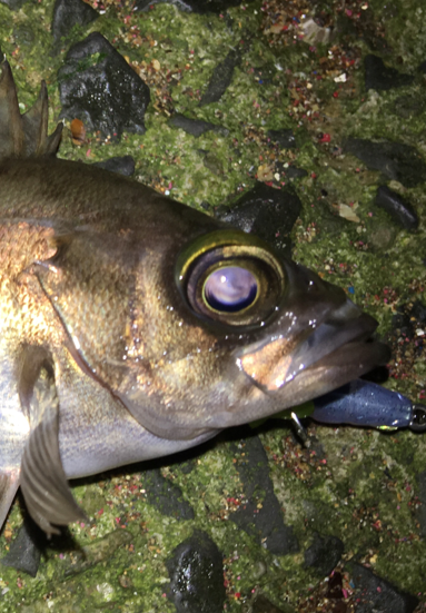 会社帰りプチプラッキング