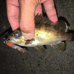 毎日会社帰りプチ癒しメバリング