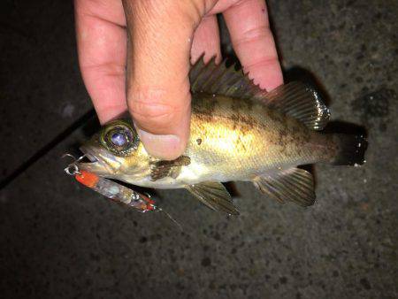 毎日会社帰りプチ癒しメバリング