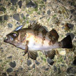 毎日会社帰りプチメバリング