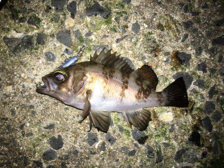 毎日会社帰りプチメバリング