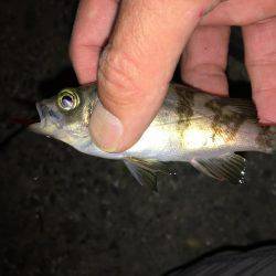 夕食後暇潰しメバリング