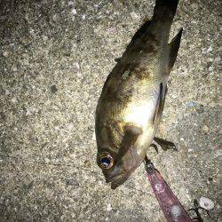 毎日メバリング 今夜は会社の後輩と