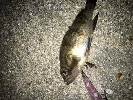 毎日メバリング 今夜は会社の後輩と