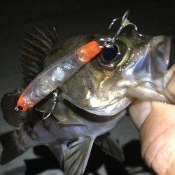 毎日プチメバリング