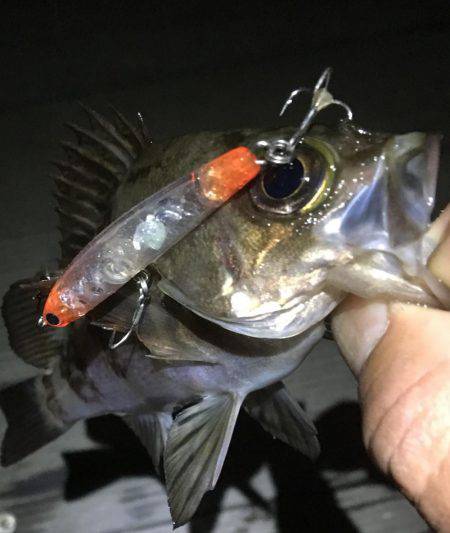 毎日プチメバリング