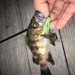 毎日メバリング