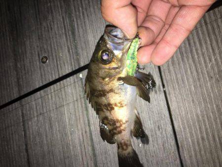 毎日メバリング