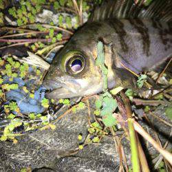 毎日メバリング