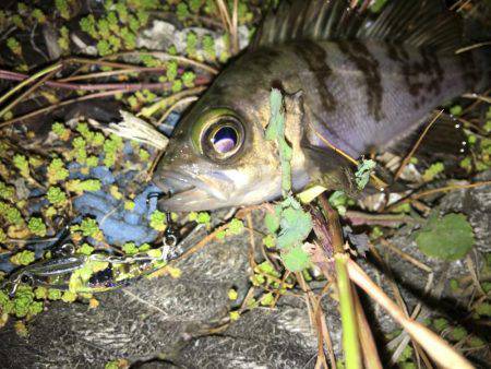 毎日メバリング