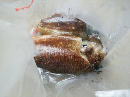 ボウズはつらいよ