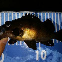 穴釣りのちメバリング