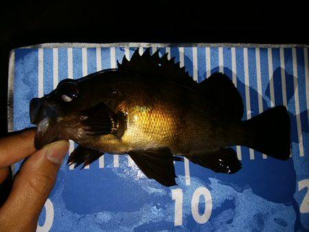 穴釣りのちメバリング