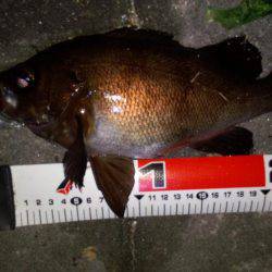 メバル自己最高サイズ!!