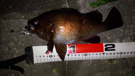 メバル自己最高サイズ!!