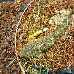 ボーズ逃れのマゴチ