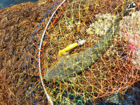 ボーズ逃れのマゴチ