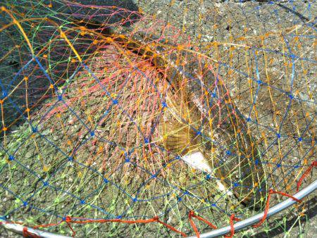 阿南市の辰巳でマゴチ