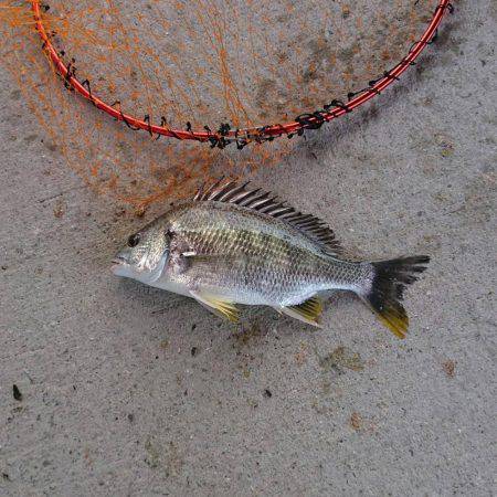 最近調子が良いので、フカセでチヌ狙い！