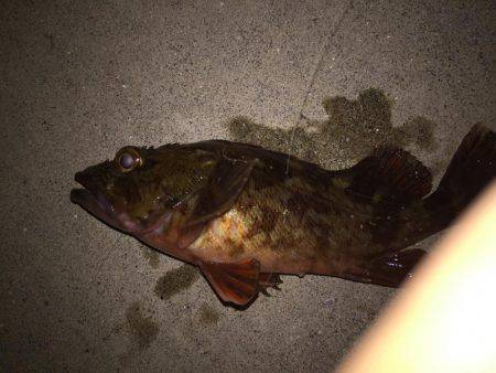 カサゴゲット！