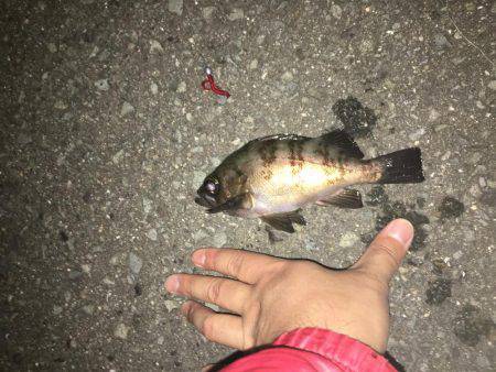 メバル！到来！