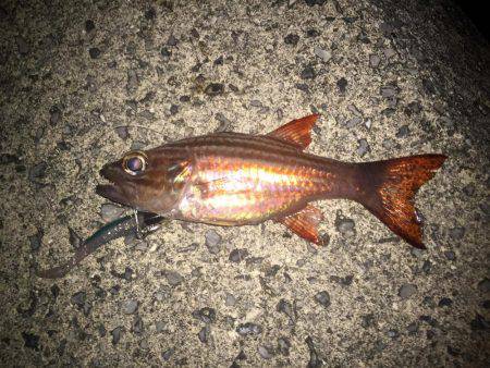 久米島リーフエッジ