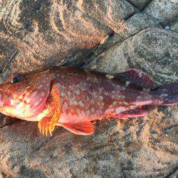 南紀 ショアジギング