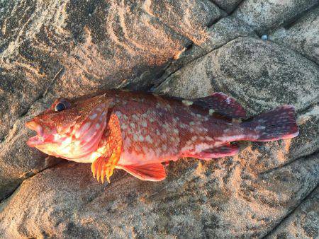 南紀 ショアジギング