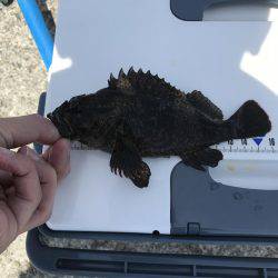 回遊は見られず