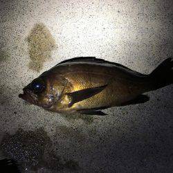 粘って４匹のみ