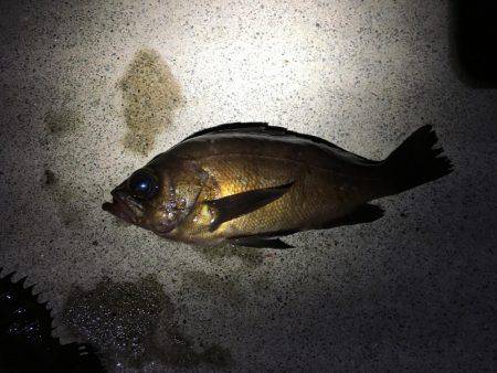 粘って４匹のみ