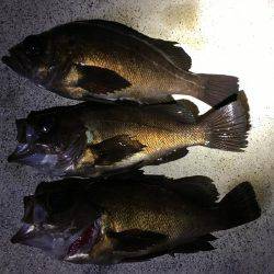 ポツポツ当たりました。