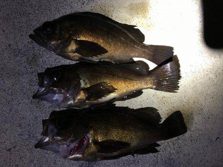 ポツポツ当たりました。